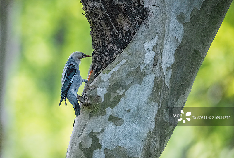 一只鸟栖息在树枝上图片素材