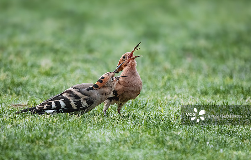 戴胜鸟（Upupa epops）在草地上喂养幼鸟图片素材