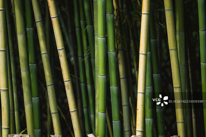 竹子植物图片素材