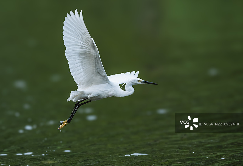 小白鹭在池塘上空飞翔图片素材