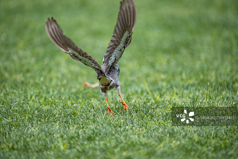 灰色椋鸟在飞行中图片素材