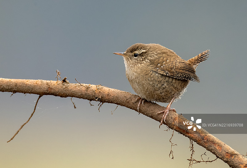 可爱的欧亚鹪鹩（Troglodytes troglodytes）图片素材