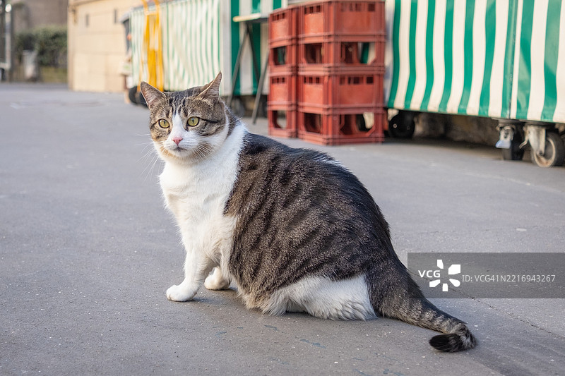 市场摊位间的街猫图片素材