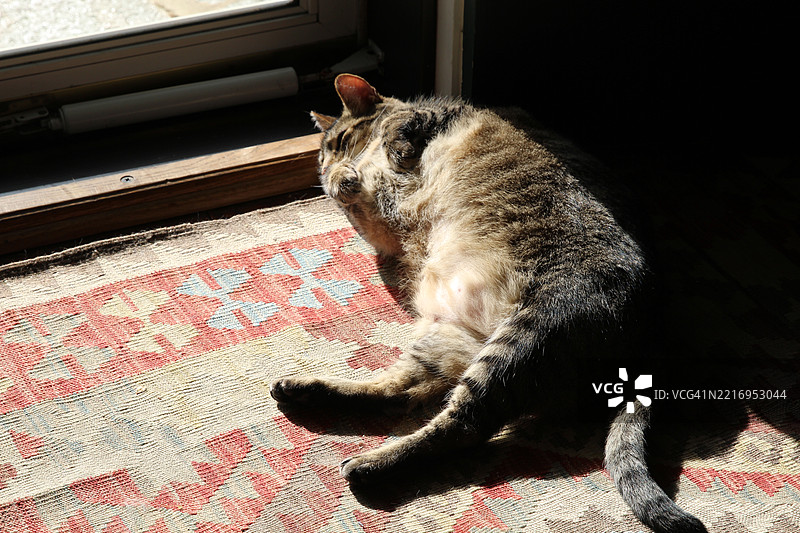 橘色虎斑猫在阳光下伸展身体，露出肚子，正在打盹。图片素材