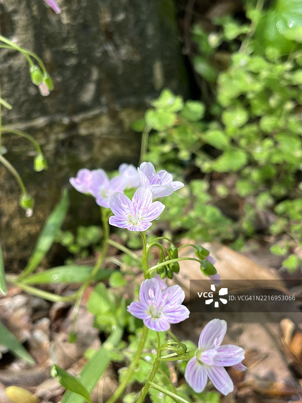微小的林地花朵。特写镜头展示了在巴尔的摩罗兰湖附近的树林小径上生长的粉色、紫色和白色条纹的春美花。图片素材