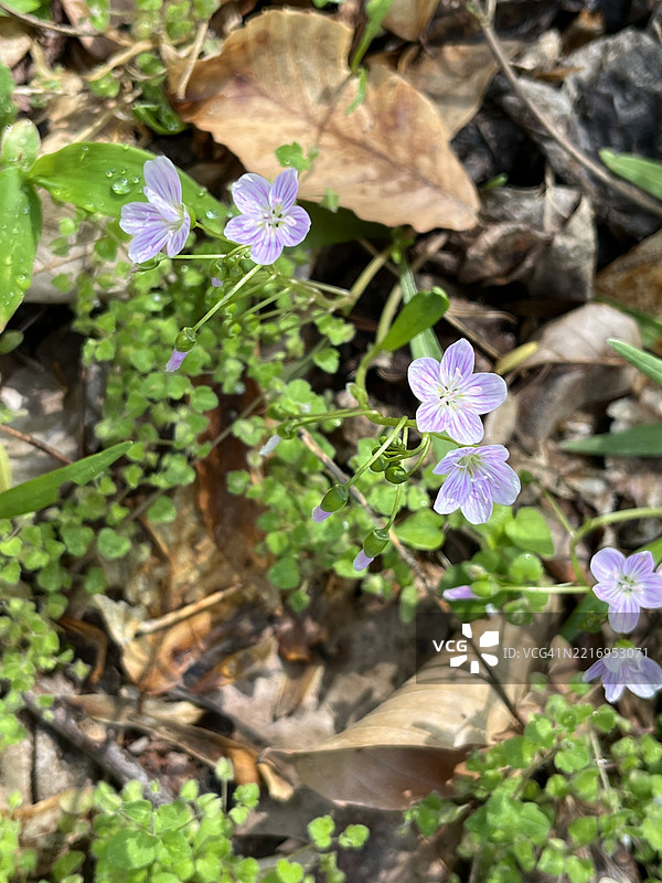 微小的林地花朵。特写镜头展示了在巴尔的摩罗兰湖附近的树林小径上生长的粉色、紫色和白色条纹的春美花。图片素材