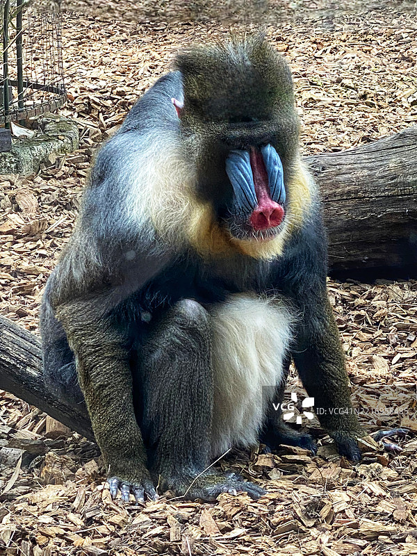 曼德里尔图片素材