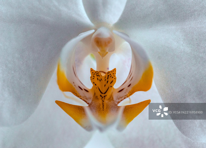 婚礼兰花图片素材