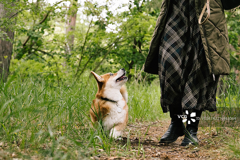 科技：佩戴定位追踪项圈的狗在散步图片素材
