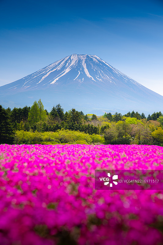 春天的日本富士山与芝樱粉色苔藓花园盛开图片素材