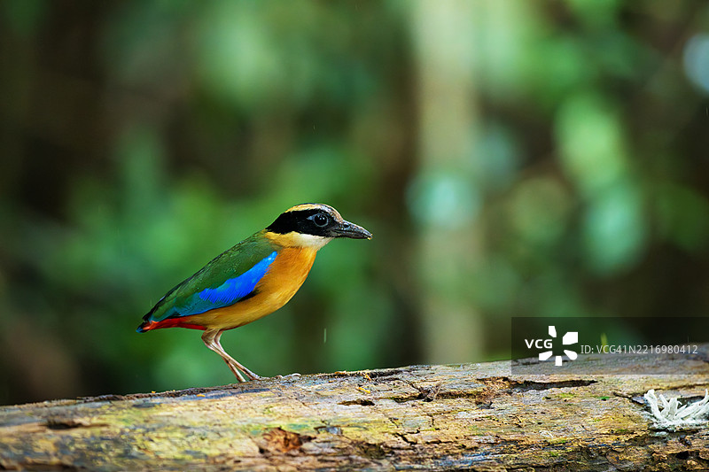 新加坡的蓝翅鹦鹉（Pitta moluccensis）图片素材