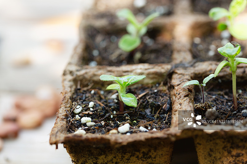 春季户外的泥炭盆中向日葵幼苗特写图片素材