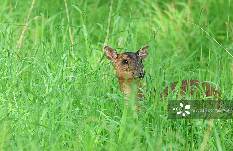 一只雌性麂子（Muntiacus reevesi）在林边的田野中觅食。图片素材