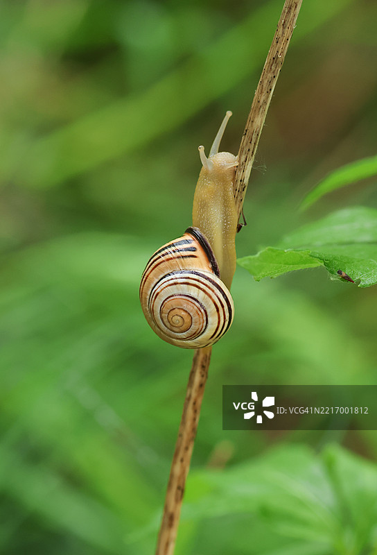 棕唇蜗牛（Cepaea nemoralis）正在攀爬植物茎。图片素材