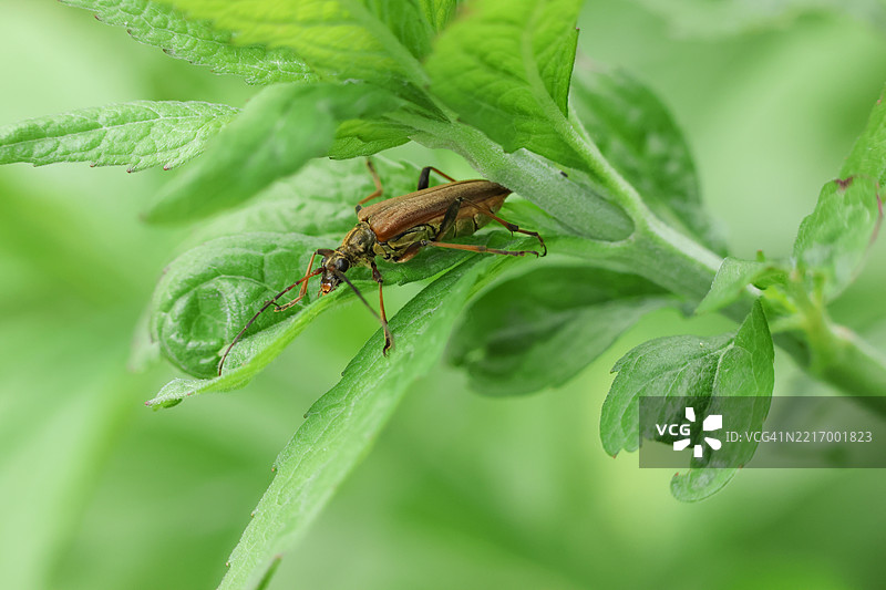 一只长角甲虫，斯特诺科鲁斯·梅里迪安努斯，栖息在植物上。图片素材