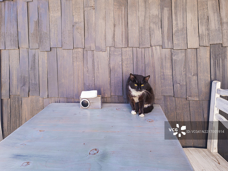 黑白猫坐在户外乡村环境中的桌子上，周围是温馨的木质墙壁，阳光明媚。图片素材