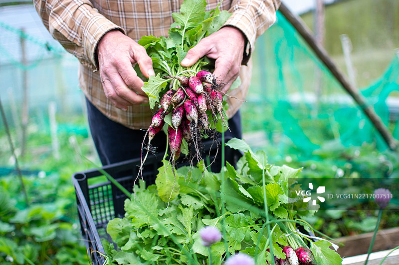 农民在温室里拿着新鲜采摘的萝卜图片素材