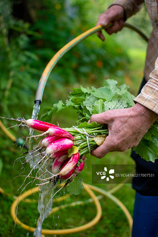 农民在花园里清洗新鲜采摘的萝卜图片素材