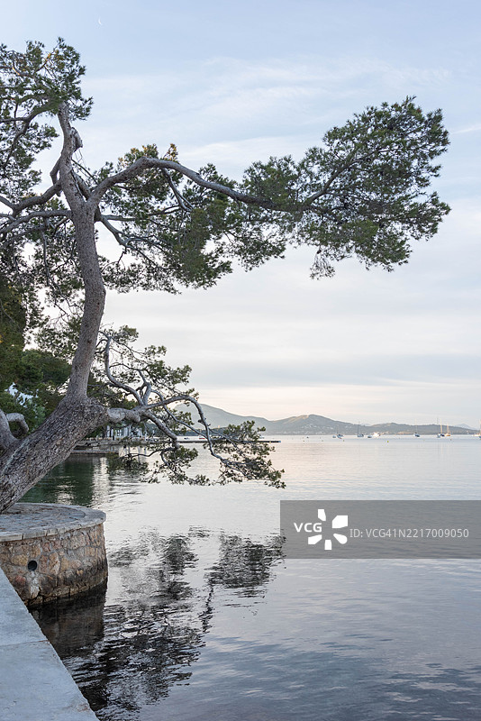 松树步道，普埃尔托·波伦萨图片素材