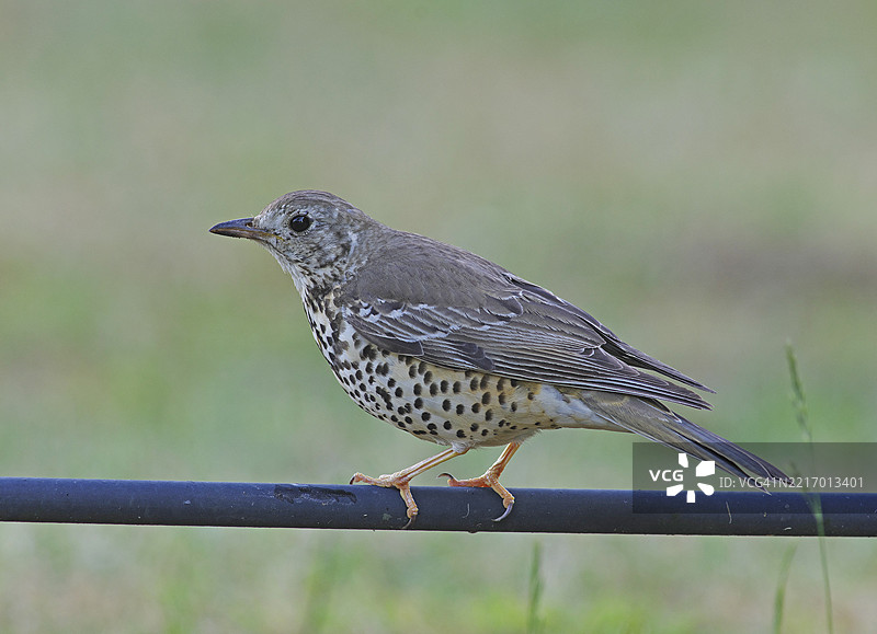槲寄生鸫 [Turdus viscivorus]图片素材