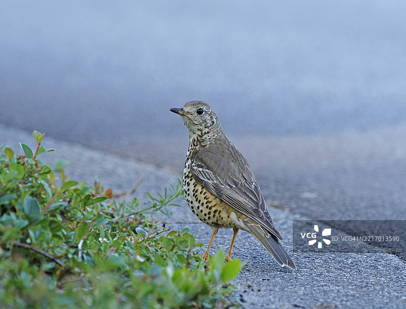 槲寄生鸫 [Turdus viscivorus]图片素材