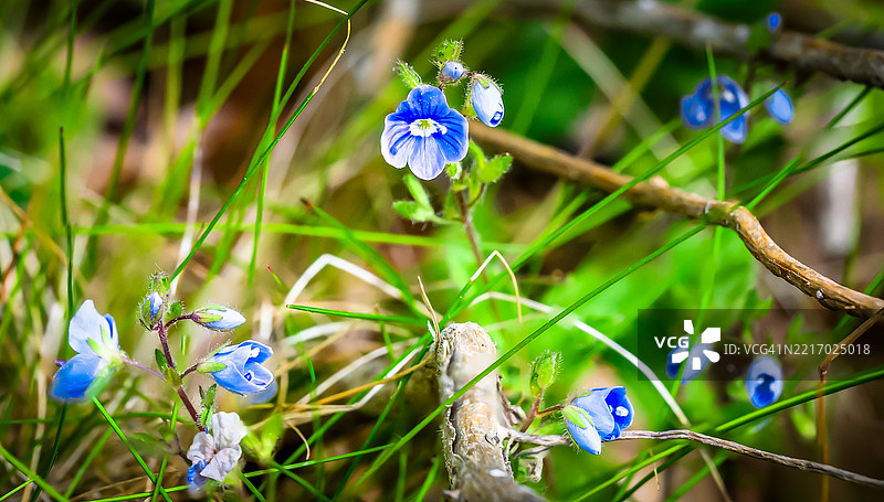微小的蓝色花朵，几乎看不见，但它们很美丽。图片素材