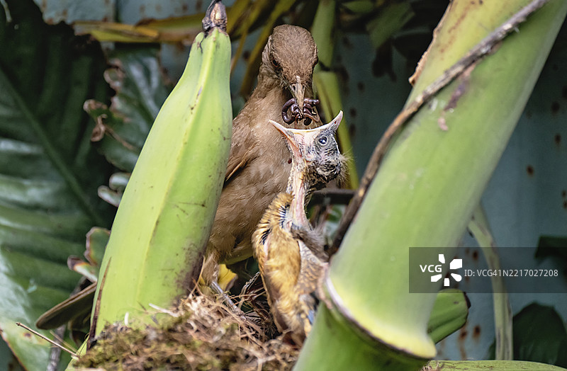 灰色泥土鸫喂食幼鸟与蚯蚓 – Turdus Grayi 的亲子照顾图片素材