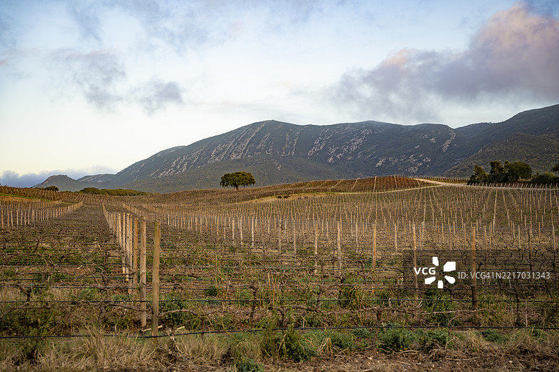 塞拉达阿拉比达的干旱葡萄园图片素材