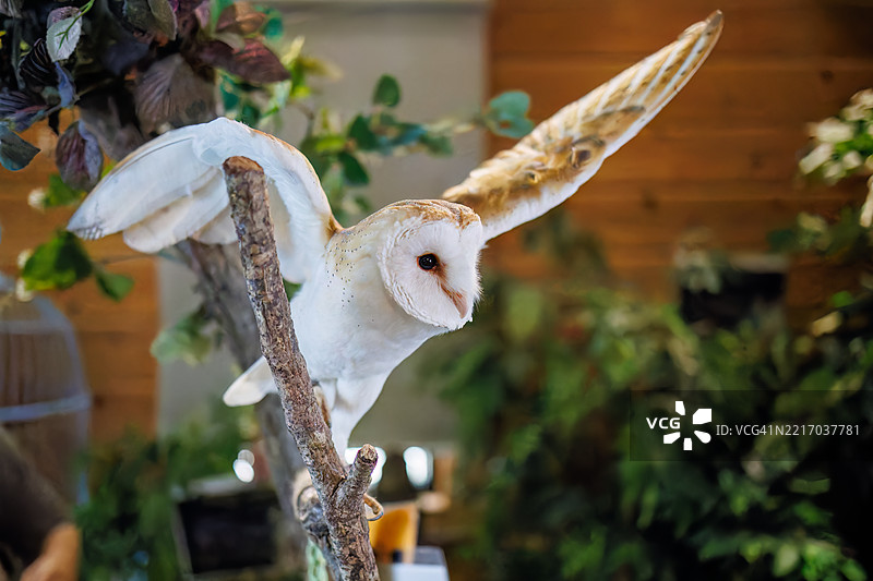 仓鸮，学名Tyto alba。图片素材