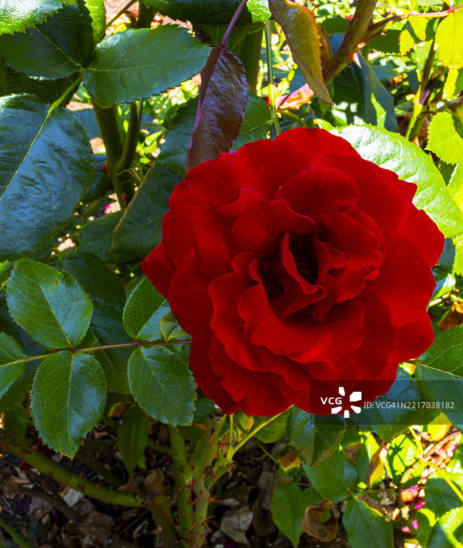 华盛顿公园中的单朵红玫瑰 - 俄勒冈州波特兰图片素材