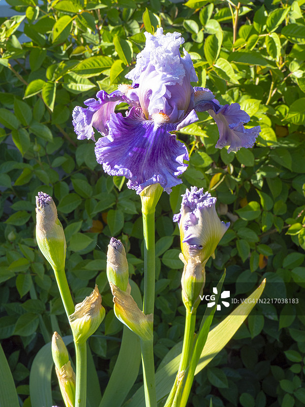 春季花园中的 fringed 紫色鸢尾花图片素材