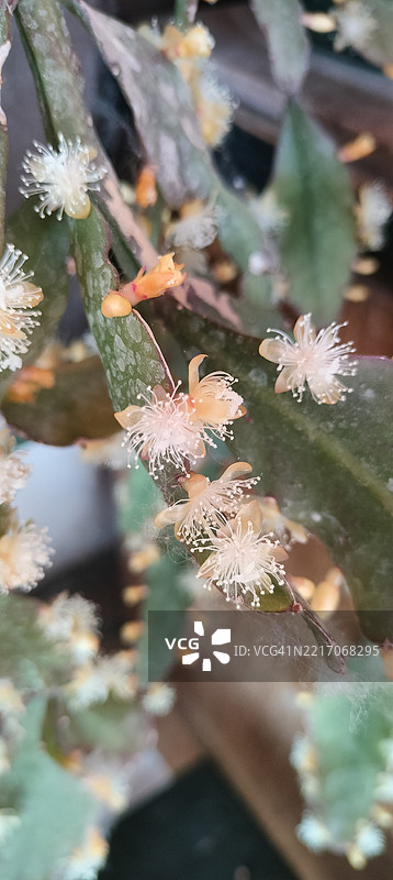 白色的小花，来自槲寄生仙人掌（Rhipsalis Elliptica）图片素材