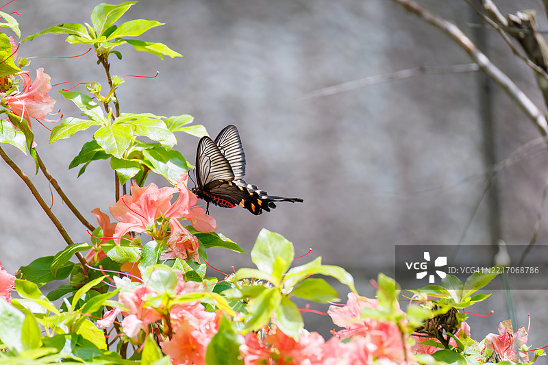 一只美丽的中国风车，阿托弗尼乌拉·阿尔西努斯，燕尾蝶在花丛中翩翩起舞。图片素材