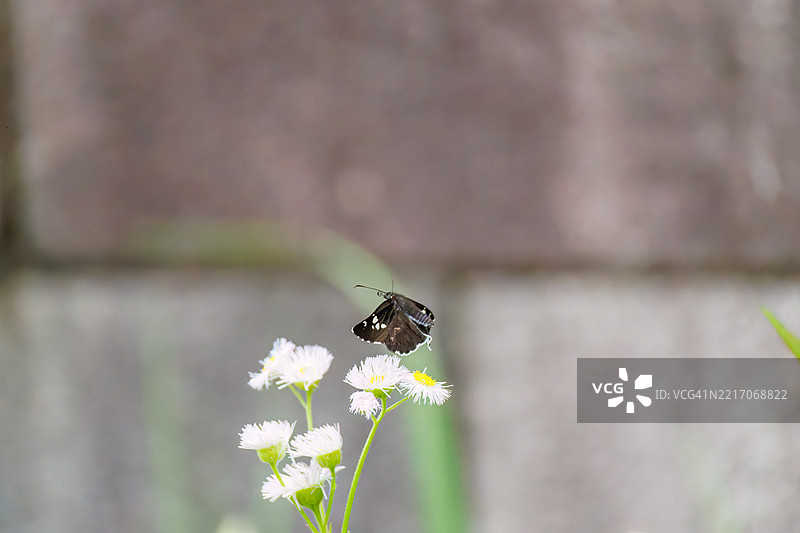 大名鼎鼎的特提斯蝶，蝴蝶图片素材