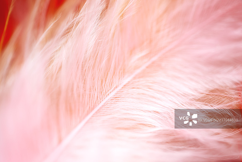 细腻的粉色羽毛映衬在明亮的红色背景上，散发出宁静的气息图片素材