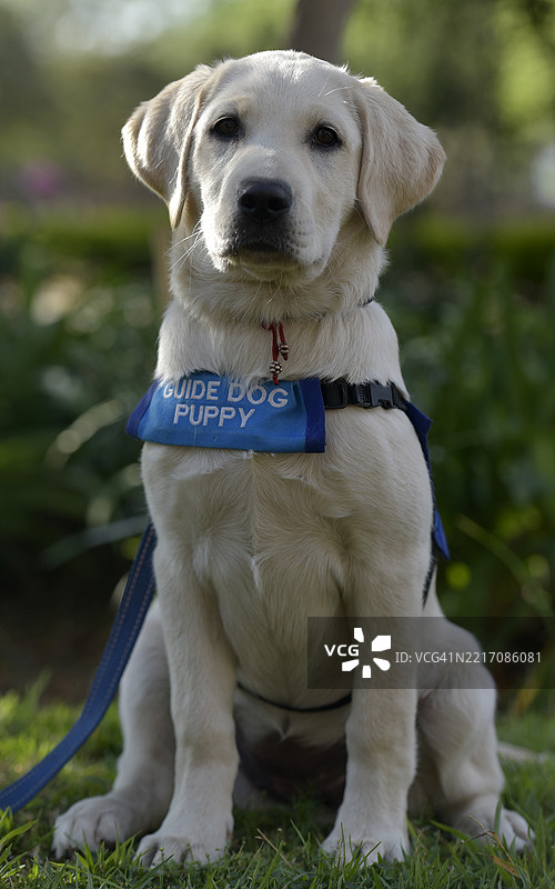 训练中的导盲犬图片素材