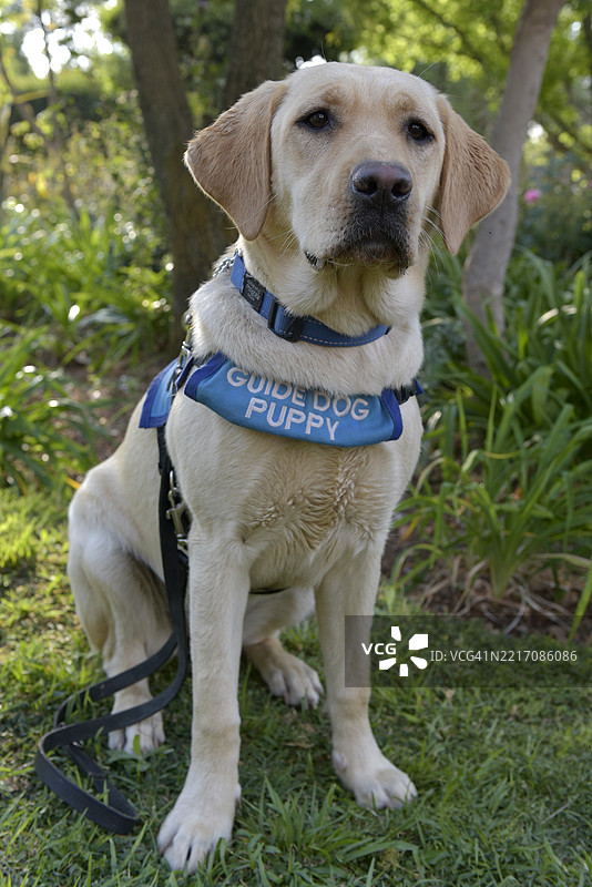 训练中的导盲犬图片素材