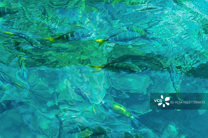 浅水珊瑚鱼生活在赤道温暖水域的岩石和浅水珊瑚中，水深不超过15米，因此只能在沿海和一般的水下岩石堆中看到。图片素材