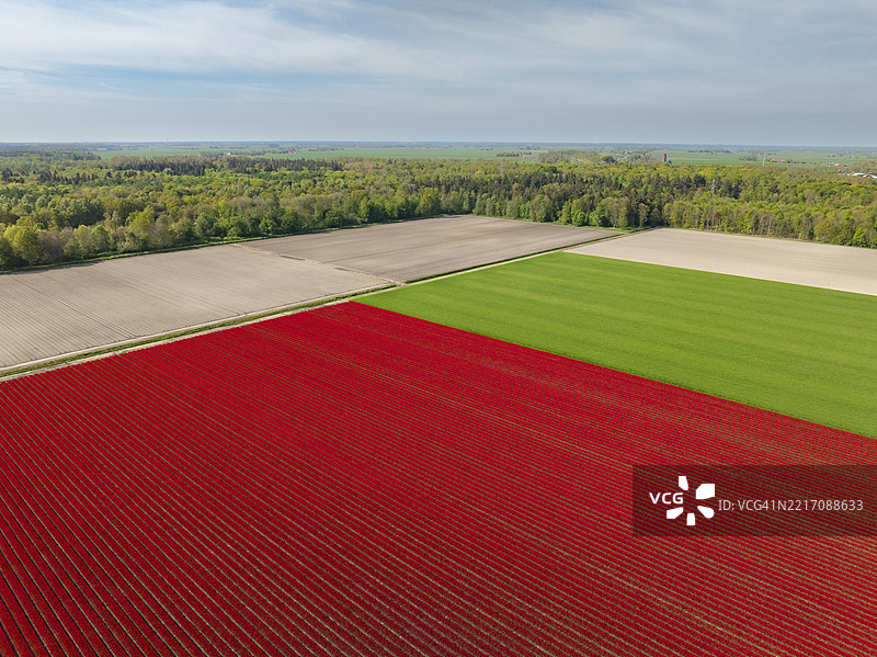 春天田野中的五彩斑斓的郁金香图片素材