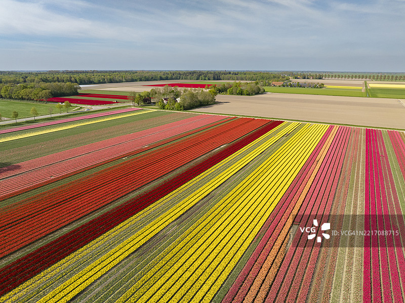 春天田野里的五彩斑斓的郁金香图片素材