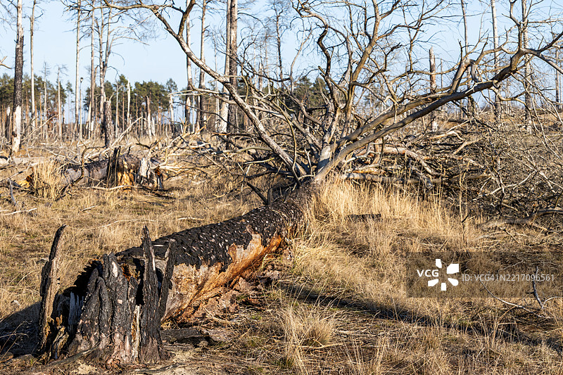 大森林火灾后焦黑的光秃树木和树干图片素材
