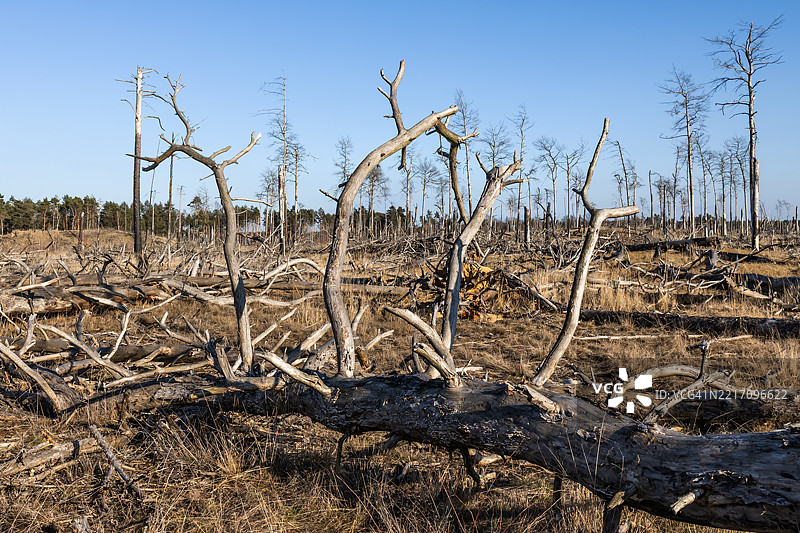 大森林火灾后焦黑的光秃树木和树干图片素材