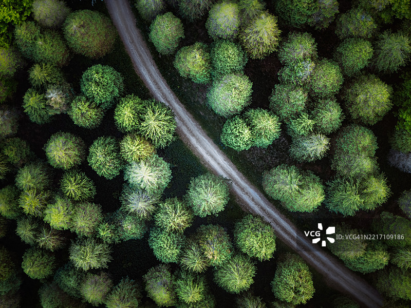 从高空俯瞰一条穿过茂密绿色森林的乡村道路。图片素材