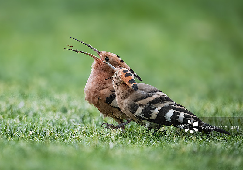 戴胜鸟（Upupa epops）在草地上喂养幼鸟图片素材