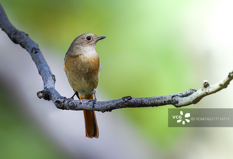 一只鸟栖息在树枝上图片素材