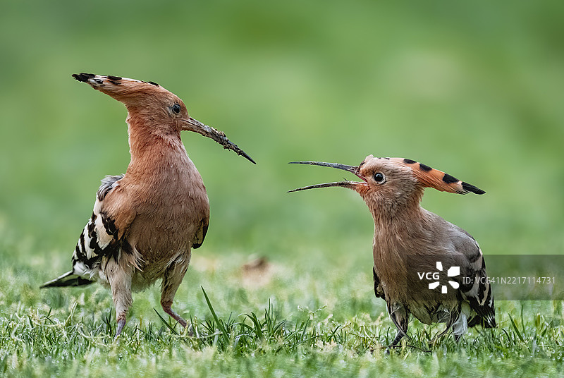 戴胜鸟（Upupa epops）在草地上喂养幼鸟图片素材