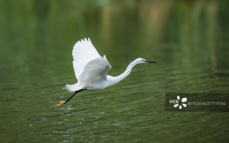 小白鹭在池塘上空飞翔图片素材