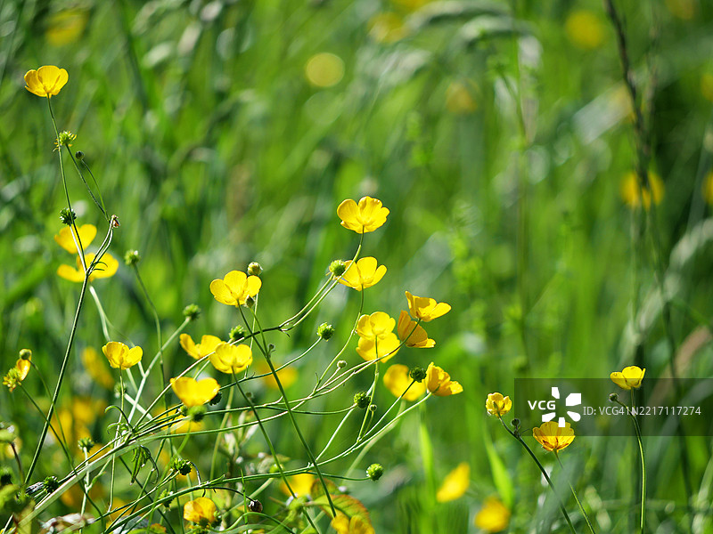 花园里毛茛花的特写，背景虚化。法国上萨瓦省埃维昂莱班。阳光。自然色彩。4:3画幅。图片素材