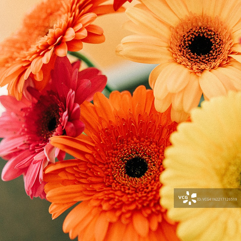 五彩缤纷的非洲菊在柔和自然光照射下的花瓶中图片素材