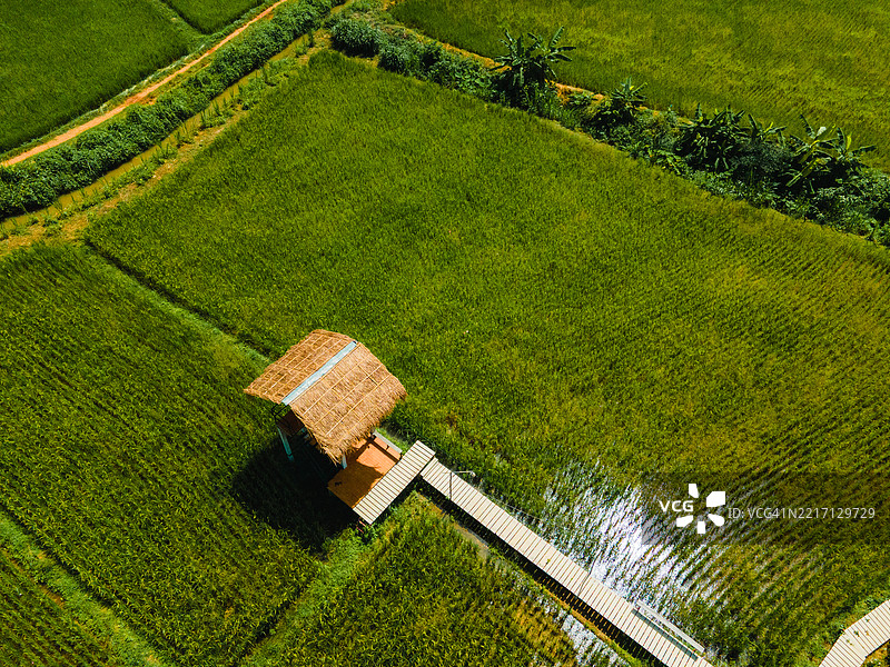 在泰国南邦的博克鲁亚，班文有一个新鲜的梯田稻田，俯瞰着山脉和清晨的迷人雾气。图片素材